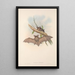 Die Säugetiere Australiens Pl145 - John Gould — gerahmtes Bild an der Wand