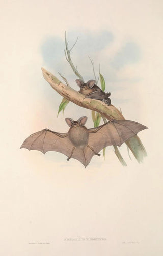 John Gould - The mammals of Australia Pl145.webp