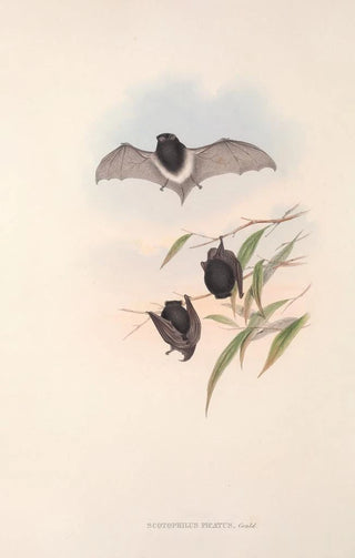 John Gould - The mammals of Australia Pl149.webp