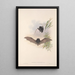 Die Säugetiere Australiens Pl150 - John Gould — gerahmtes Bild an der Wand