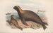 Die Säugetiere Australiens Pl155 - John Gould — Ansicht des Kunstwerks