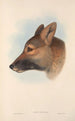 Die Säugetiere Australiens Pl157 - John Gould — Ansicht des Kunstwerks