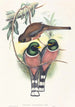 Trogan personatus - John Gould — gerahmtes Bild an der Wand
