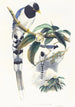 Urocissa cucullata - John Gould — Ansicht des Kunstwerks