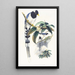 Urocissa cucullata - John Gould — gerahmtes Bild an der Wand