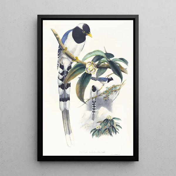 John Gould - Urocissa cucullata.webp