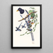 Urocissa magnirostris - John Gould — gerahmtes Bild an der Wand