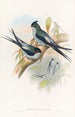 Wallace-Martinet-Arboricole-Gemälde - John Gould — Ansicht des Kunstwerks