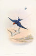 Hirondelle à queue de fil - John Gould — Ansicht des Kunstwerks