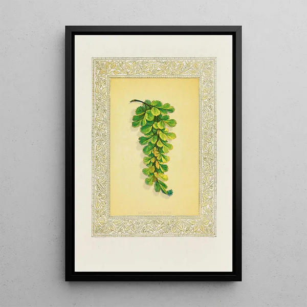 John Henry Ingram - Maiden Hair Fern.webp