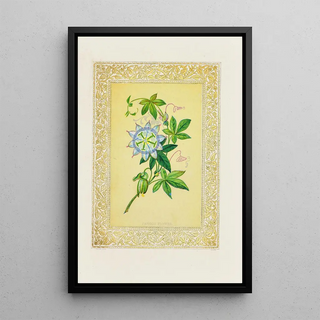 John Henry Ingram - Passion flower.webp