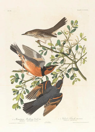 John James Audubon - 1 Mountain mocking bird male 2 3 Varied thrush male female.webp