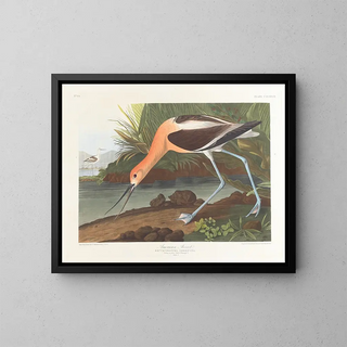 John James Audubon - American avocet Young in first winter plumage.webp