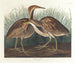 Butor d'Amérique - John James Audubon — Ansicht des Kunstwerks