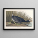 Foulque d'Amérique - John James Audubon — gerahmtes Bild an der Wand