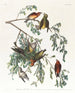 Amerikanischer Kuckuck-Gemälde Männchen im Erwachsenenalter 1 Junges Männchen 2 3 Weibchen im Erwachsenenalter 4 Junges Weibchen 5 Pruche - John James Audubon — Ansicht des Kunstwerks