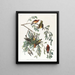 Amerikanischer Kuckuck-Gemälde Männchen im Erwachsenenalter 1 Junges Männchen 2 3 Weibchen im Erwachsenenalter 4 Junges Weibchen 5 Pruche - John James Audubon — gerahmtes Bild an der Wand
