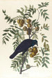 Corbeau d'Amérique - John James Audubon — Ansicht des Kunstwerks
