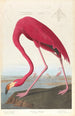 Flamant d'Amérique - John James Audubon — Ansicht des Kunstwerks