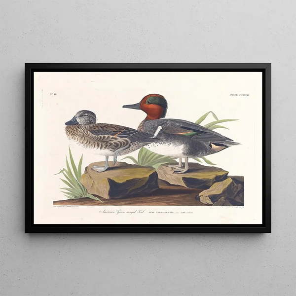 Sarcelle d'Amérique - John James Audubon — gerahmtes Bild an der Wand