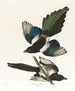 Pie d'Amérique - John James Audubon — Ansicht des Kunstwerks