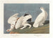Lagopède des saules - John James Audubon — Ansicht des Kunstwerks