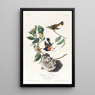 John James Audubon - American redstart.webp