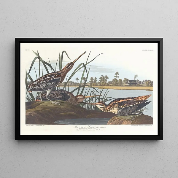 John James Audubon - American snipe.webp