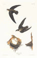 Martinet d'Amérique - John James Audubon — Ansicht des Kunstwerks