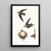 Martinet d'Amérique - John James Audubon — gerahmtes Bild an der Wand