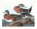 Kanadischer Ente - John James Audubon — Ansicht des Kunstwerks