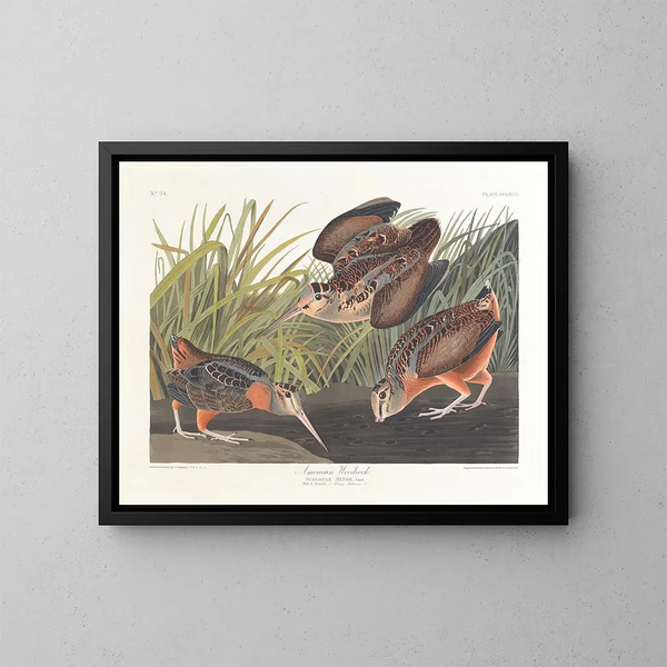 Amerikanische Birkhuhn - John James Audubon — gerahmtes Bild an der Wand