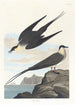 Labbe arctique - John James Audubon — Ansicht des Kunstwerks