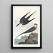 Labbe arctique - John James Audubon — gerahmtes Bild an der Wand
