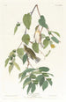Paruline automnale - John James Audubon — Ansicht des Kunstwerks