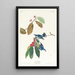Paruline azurée - John James Audubon — gerahmtes Bild an der Wand