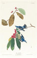 Paruline azurée - John James Audubon — Ansicht des Kunstwerks