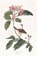 Bruant de Bachman - John James Audubon — Ansicht des Kunstwerks