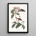 Bruant de Bachman - John James Audubon — gerahmtes Bild an der Wand