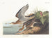 Bécasseau de Bartram - John James Audubon — Ansicht des Kunstwerks