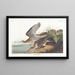Bécasseau de Bartram - John James Audubon — gerahmtes Bild an der Wand