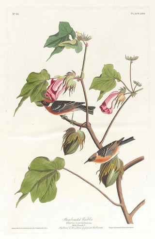 John James Audubon - Baybreasted warbler.webp