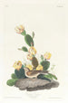 Bruant à ailes baies - John James Audubon — Ansicht des Kunstwerks