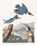 Martin-pêcheur d'Amérique - John James Audubon — Ansicht des Kunstwerks