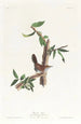 Paruline de Bewick - John James Audubon — Ansicht des Kunstwerks
