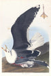 Goéland à dos noir - John James Audubon — Ansicht des Kunstwerks