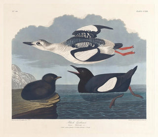 John James Audubon - Black guillemot.webp