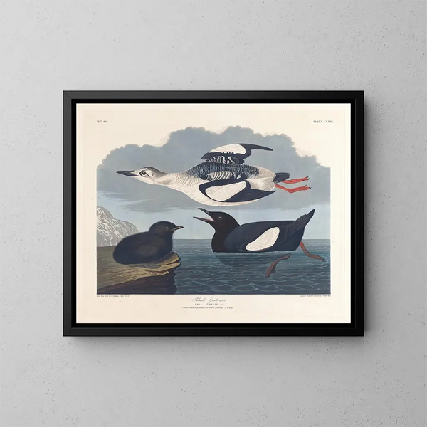 Guillemot noir - John James Audubon — gerahmtes Bild an der Wand