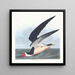 Rémora oder Papageitaucher - John James Audubon — gerahmtes Bild an der Wand