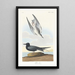 Sterne noire - John James Audubon — gerahmtes Bild an der Wand